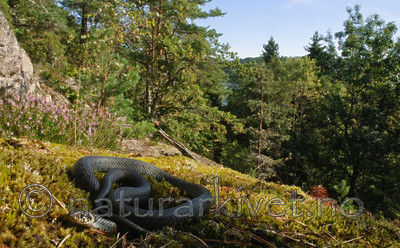 BB 08 0053 / Natrix natrix / Buorm